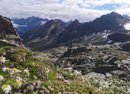 Gletschersteig hinab zum Speichersee mit Bergblumen im Vordergrund