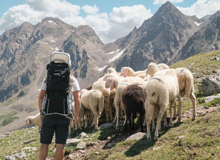Wanderer mit Kraxe und Schafherde